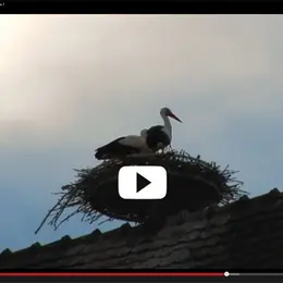 Vidéo : des cigognes au centre ville de Mulhouse !
