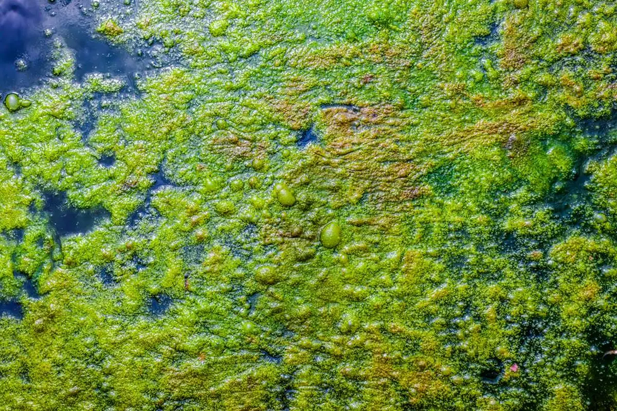 Des cyanos à Bairon ? Etude des causes et des risques sanitaires