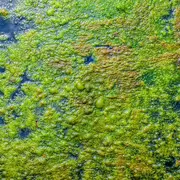 Des cyanos à Bairon ? Etude des causes et des risques sanitaires