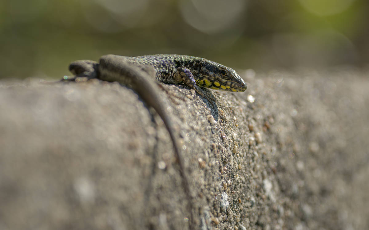 Des écailles dans Paris