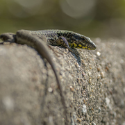 Des écailles dans Paris