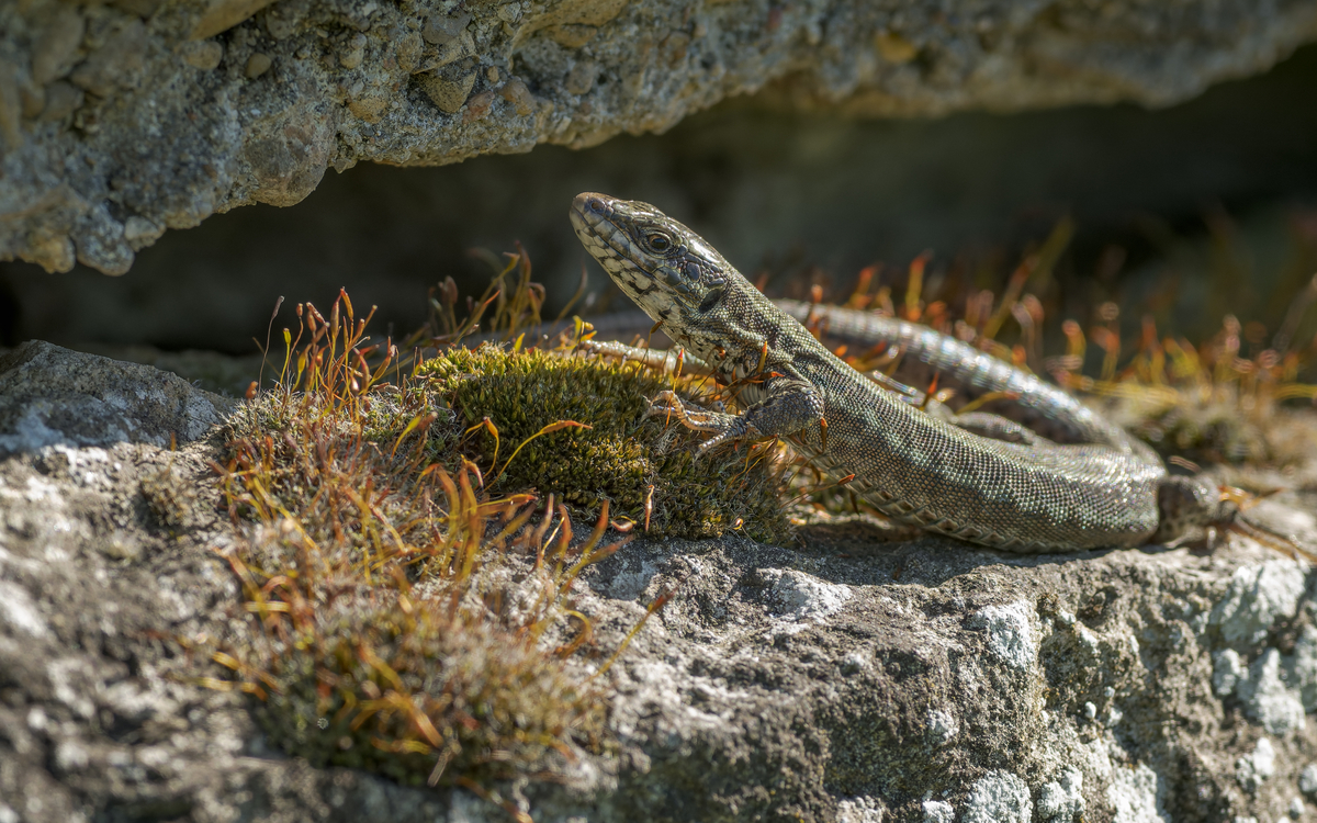 16 07 Ecailles-_Lezard_des_murailles_Podarcis_muralis_-_Frederic_Combeau