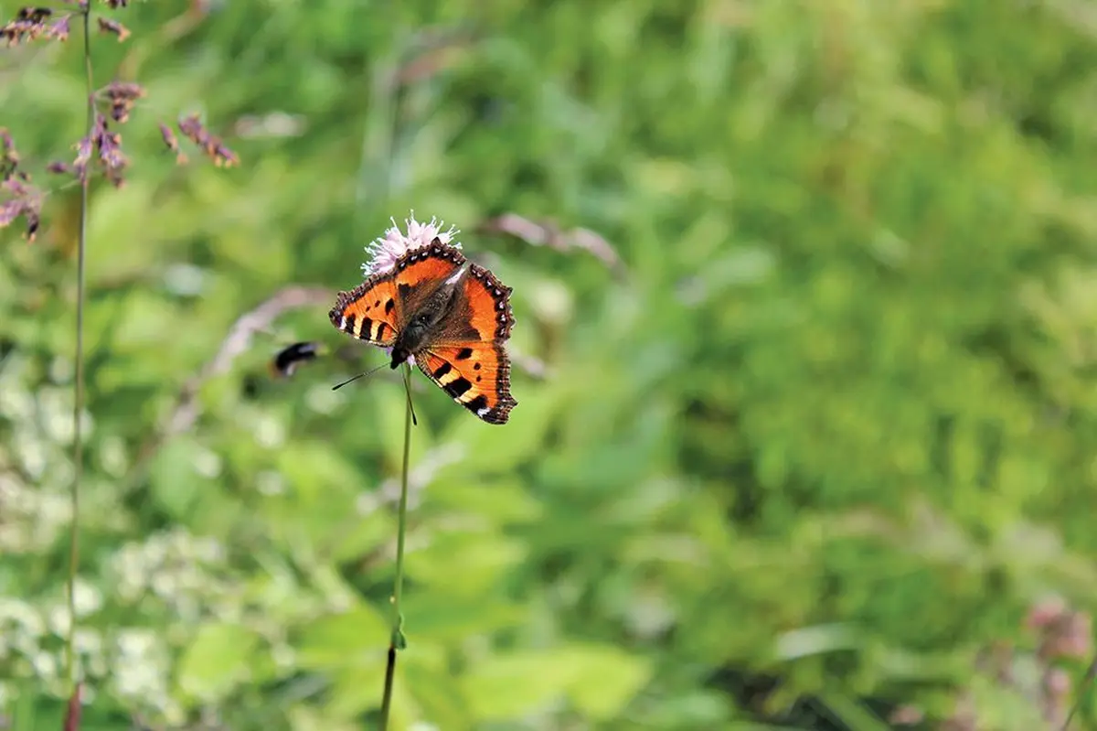 Des espèces protégées