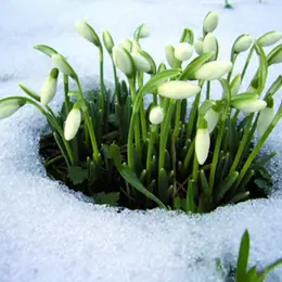 Des fleurs dès le début de l'année !