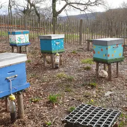 Des fleurs et des abeilles 