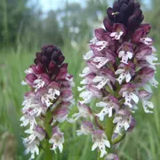 Des fleurs pas comme les autres