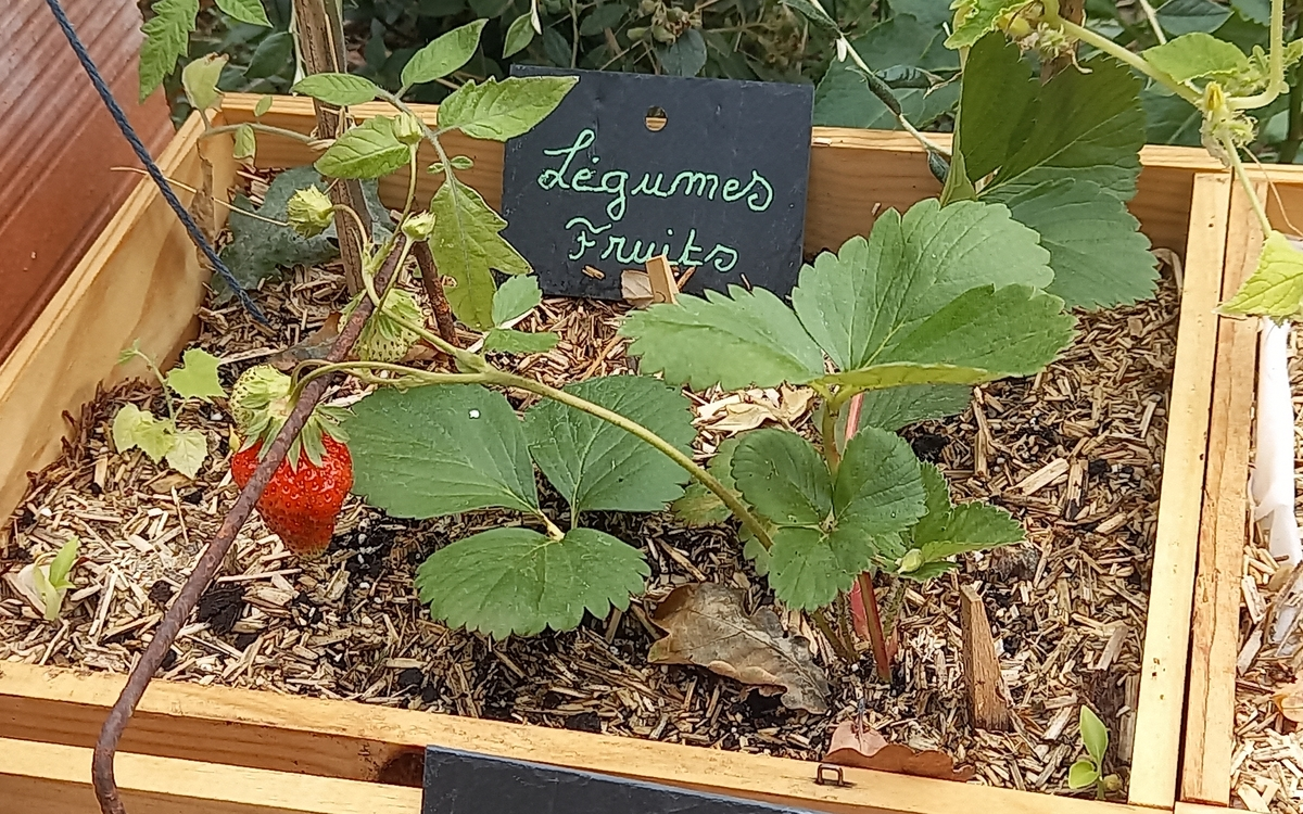 Des fraisiers à rapporter chez soi et à multiplier en bac