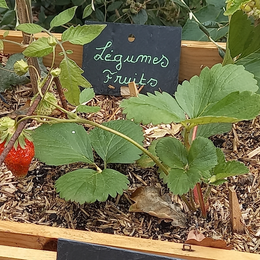 Des fraisiers à rapporter chez soi et à multiplier en bac