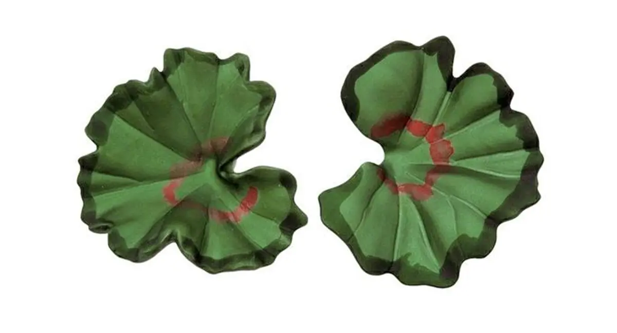 Des géraniums jusqu'au bout des oreilles !