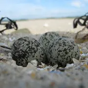 Des gravelots sur nos plages