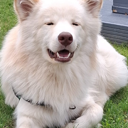 Des histoires de wouf : médiation animale à la bibliothèque !