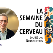 Des livres aux synapses : neurosciences de la lecture