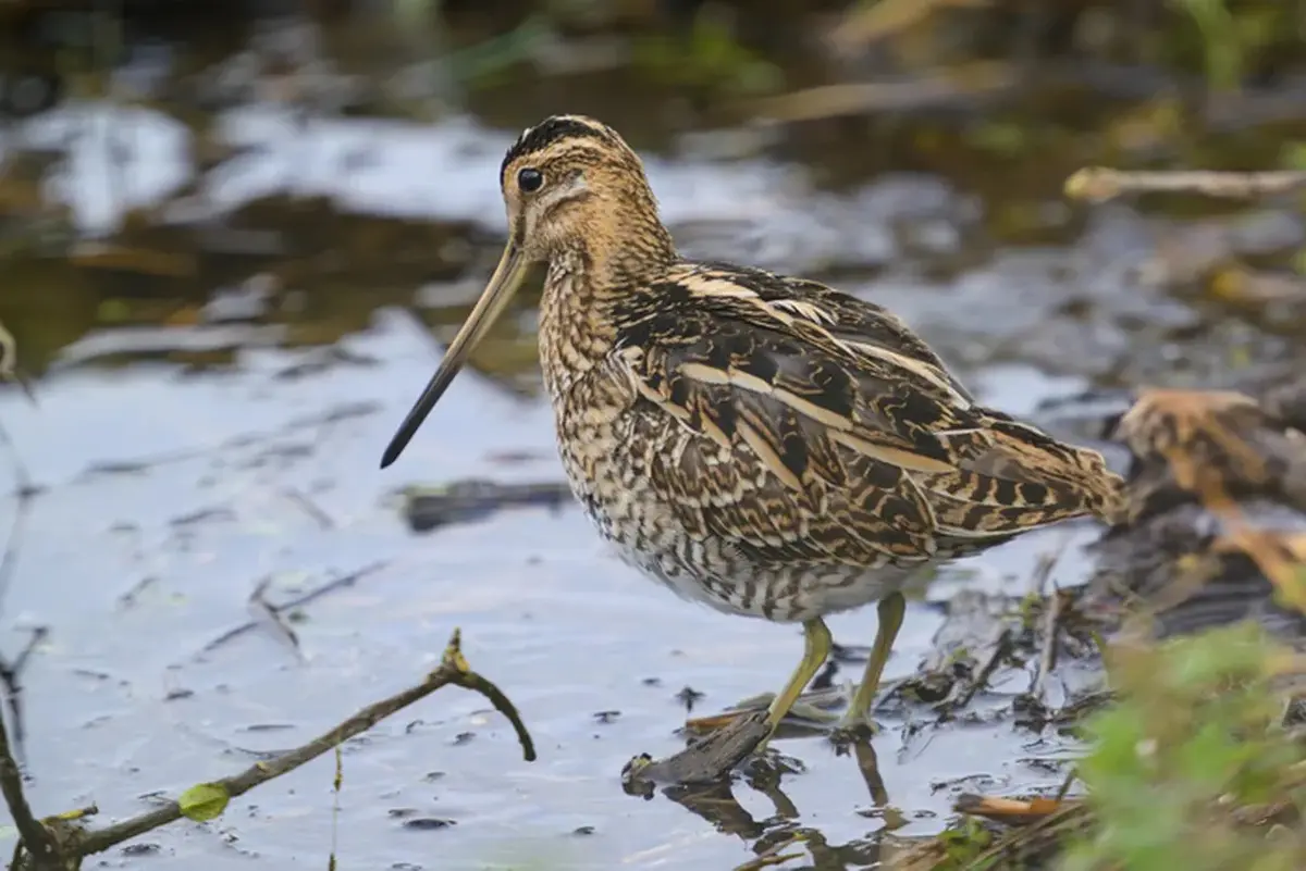 Des marais à découvrir