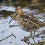 Des marais à découvrir