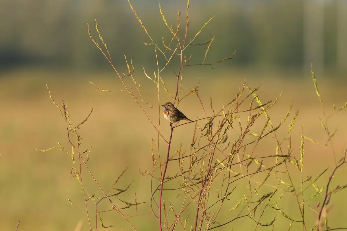 Des marais à découvrir