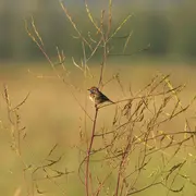 Des marais à découvrir