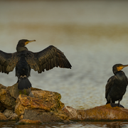 Des oiseaux au Lac Daumesnil