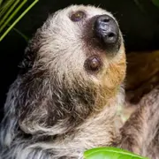 Des paresseux à deux doigts au Zoo de Mulhouse