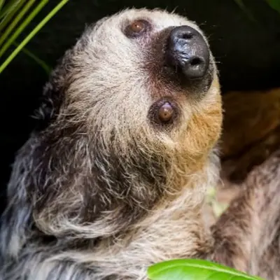 Des paresseux à deux doigts au Zoo de Mulhouse
