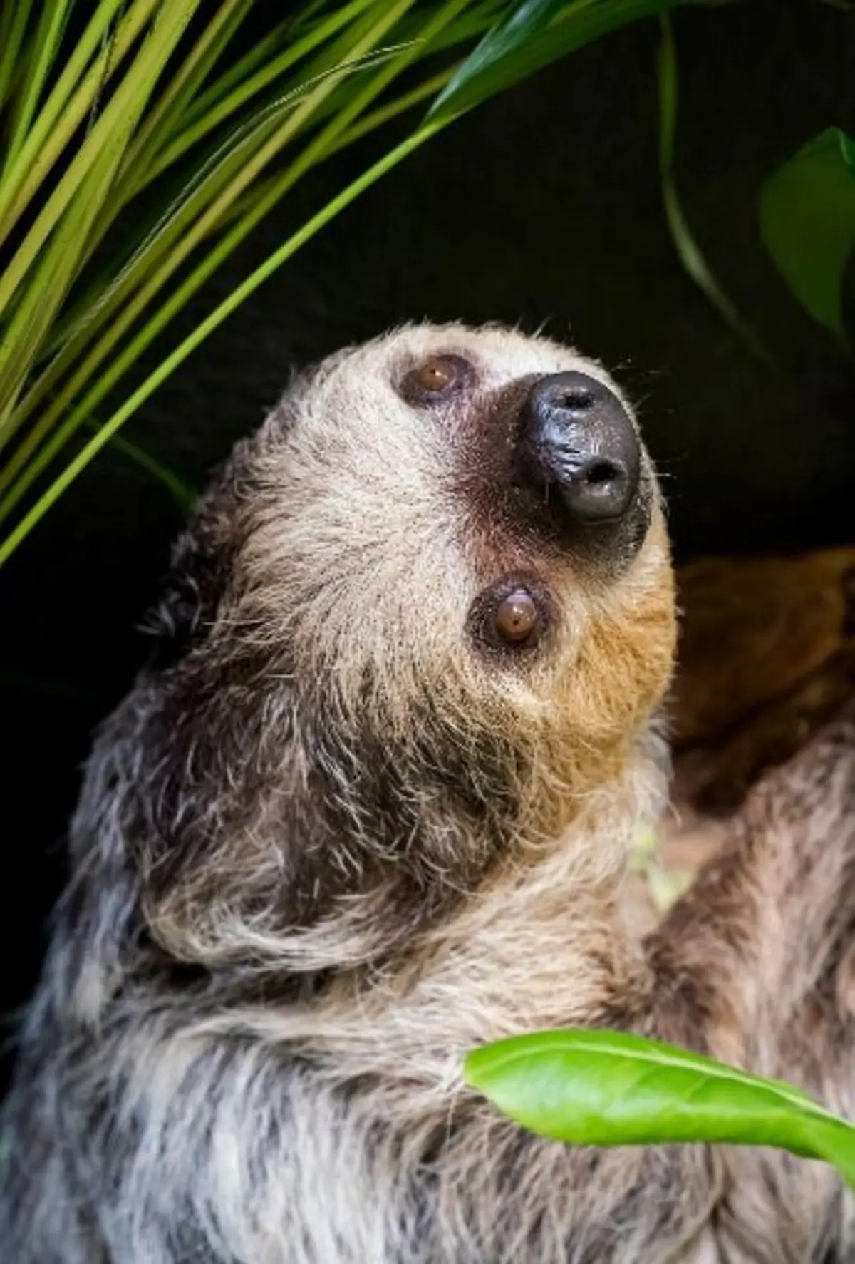 Des paresseux à deux doigts au Zoo de Mulhouse