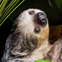 Des paresseux à deux doigts au Zoo de Mulhouse &copy; Mulhouse Alsace Agglomération - m2A/MN