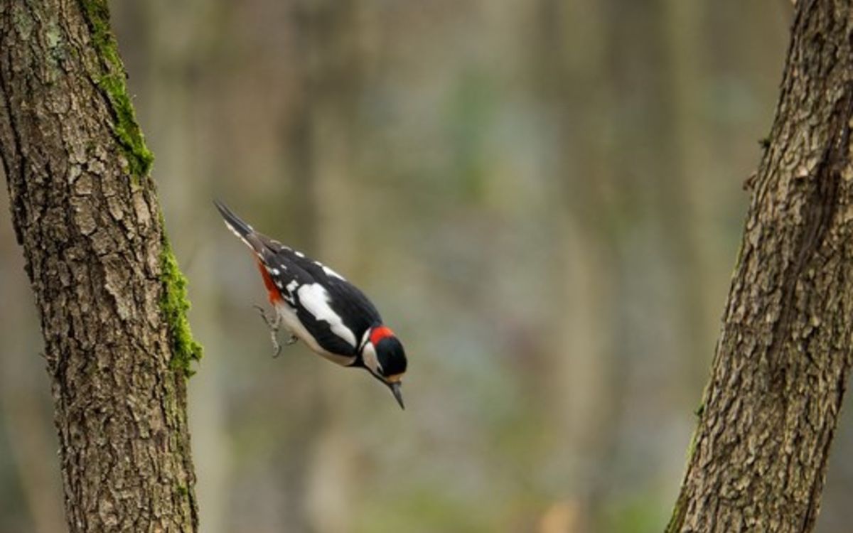 Des pics à Paris !
