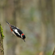 Des pics à Paris !