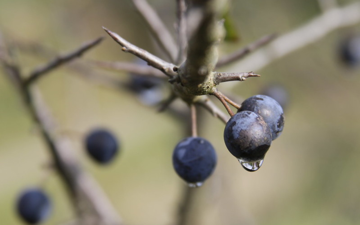 Des plantes sans défenses ?