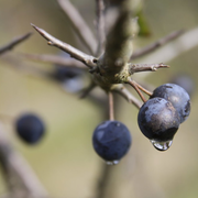 Des plantes sans défenses ?