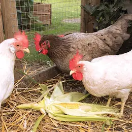 Des poules pondeuses très appréciées