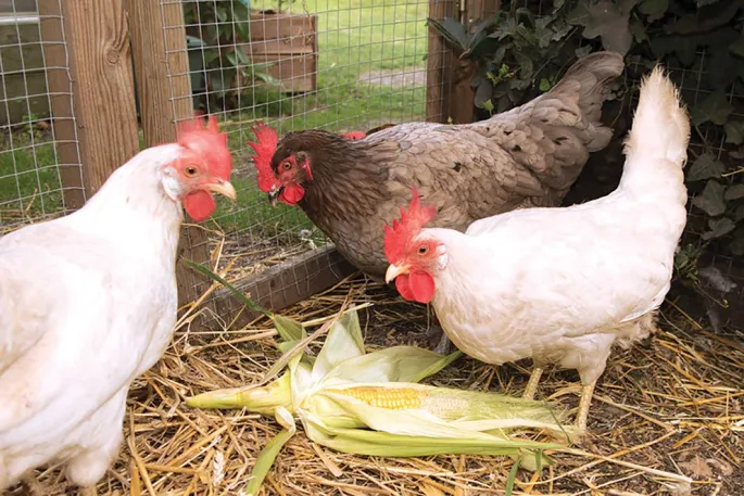 La poule pondra beaucoup d’œufs jusqu’à ses 3 ans, puis diminuera sa production chaque année