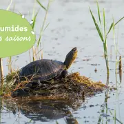 Des tortues dans le marais