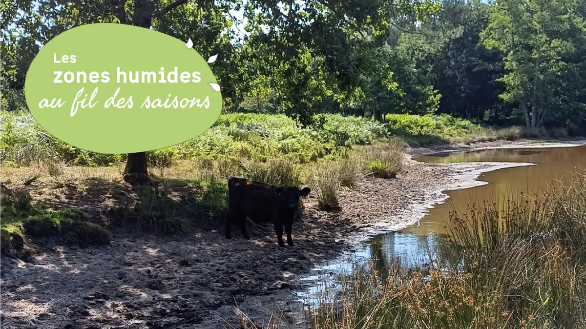 Des vaches au milieu des mares
