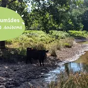 Des vaches au milieu des mares