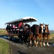 « Des vergers en fleurs aux secrets du marais, balade au rythme des chevaux »