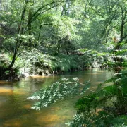 Descente de la Leyre en canoë collectif entre Salles et Mios
