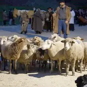 Descente des bergers