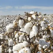 Déshabillez-moi : du champ de coton aux textiles