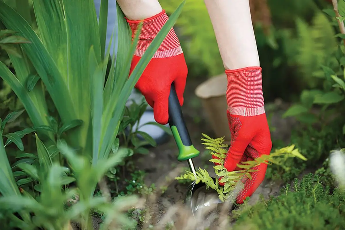 Retirer les mauvaises herbes dès mars et avril pour ne pas vous laisser envahir