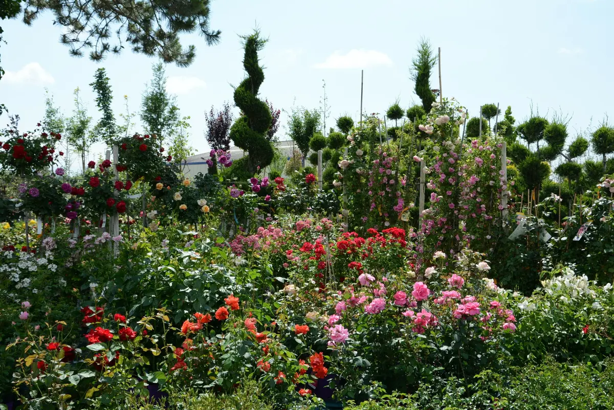 La grande fête des jardins des Pépinières Jean Gissinger