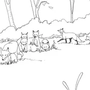 Dessine les animaux sauvages de Paris avec le Renard du Père Lachaise