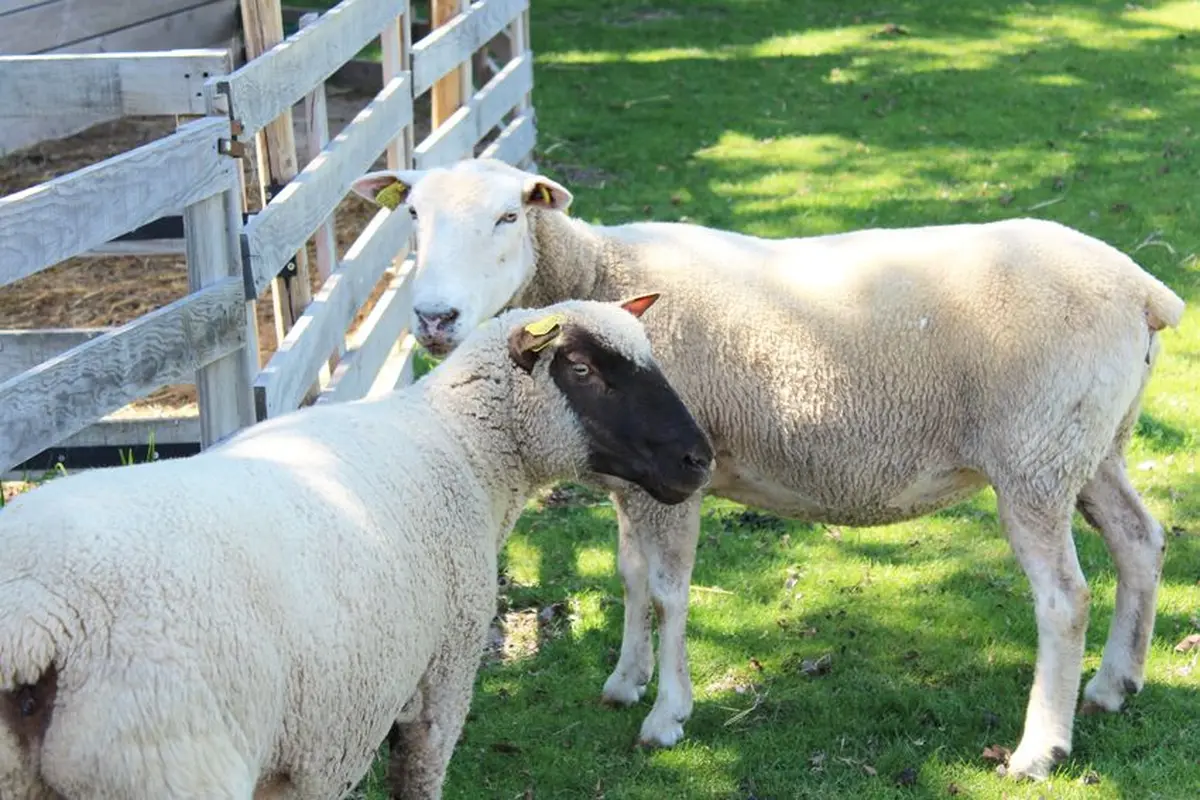Dessine-moi un mouton...