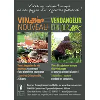 Devenez vendangeur d’un jour en Alsace DR
