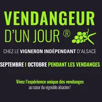 Devenez vendangeur d’un jour en Alsace DR
