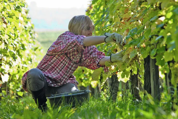 Devenez vendangeurs d\'un jour et fêtez l\'arrivée du vin nouveau !