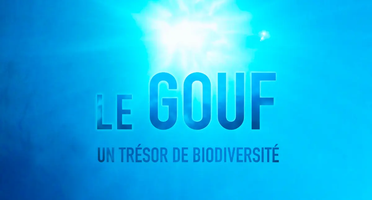 Diffusion du film documentaire Le Gouf, un trésor de biodiversité