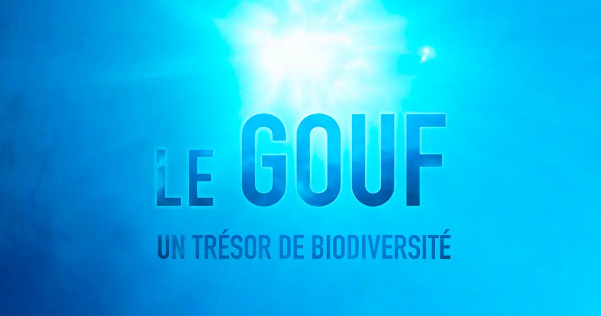 Diffusion du film documentaire "Le Gouf, un trésor de biodiversité"