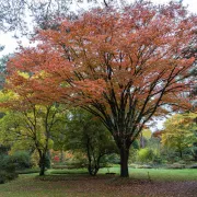 Dimanches d'Automne
