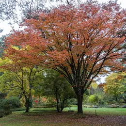Dimanches d'Automne