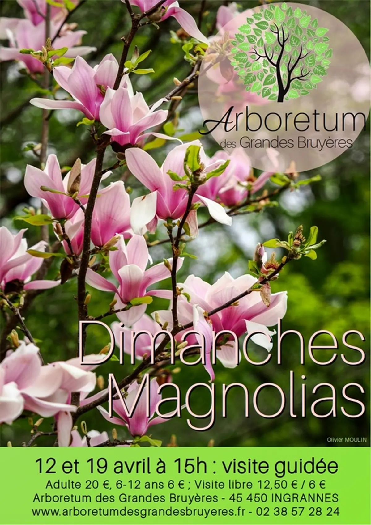 Dimanches Magnolias